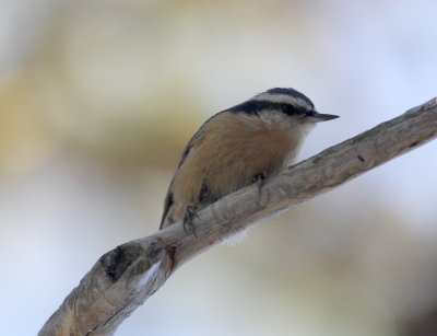Red Breasted Nuthatch IMG_2546.jpg
