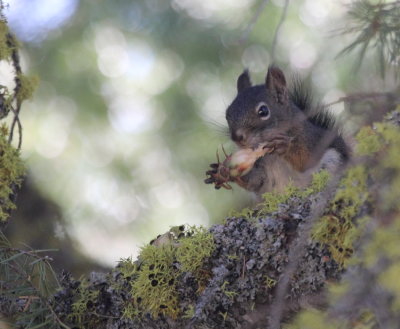 Red Squirrel IMG_2776.JPG