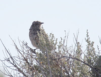 Sage Thrasher stream gauge IMG_2812.JPG