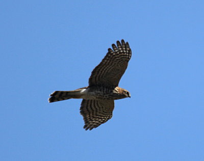 Sharp-Shinned Hawk Bogus Basin flying IMG_2738.JPG