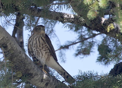 Sharp-Shinned Hawk Bogus Basin sitting IMG_2724.JPG