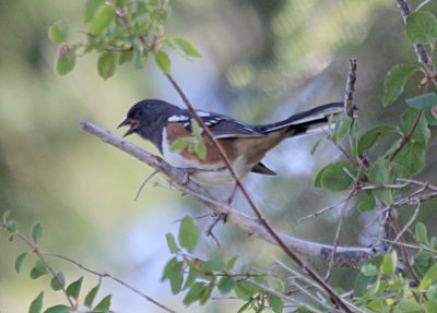 Spotted Towhee a IMG_2664.JPG