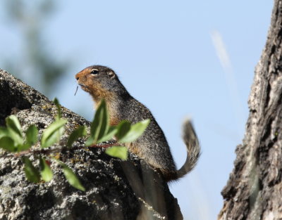 Yellow Bellied Marmot IMG_2584.JPG