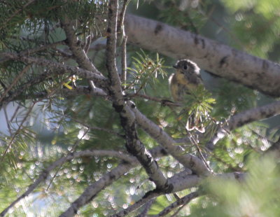 Yellow Rumped Wblr IMG_2625.JPG