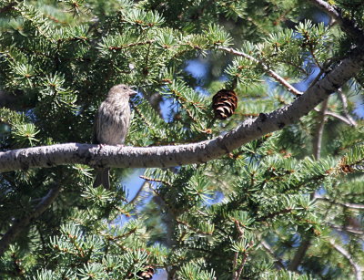 House Finch IMG_2622.JPG