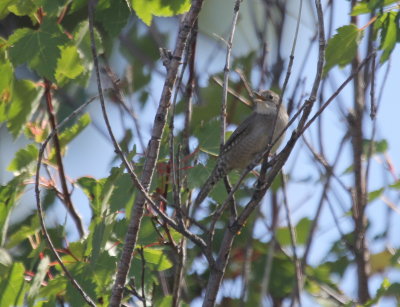 House Wren IMG_2644.JPG