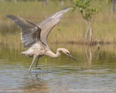 Reddish Egret