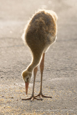 sandhillcranes