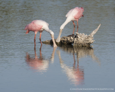 Roseate Spoonbill