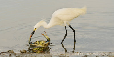 Snowy Egret