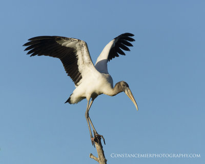 Woodstork