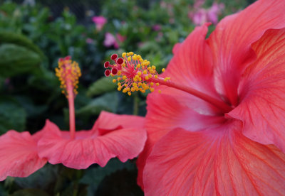 Hibiscus