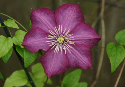 1st Clematis of 2017