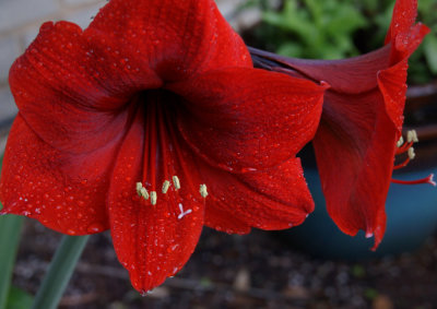 Lucky Amaryllis 