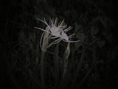 Spider Lily