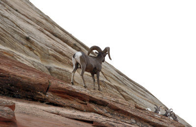 Big Horn Sheep