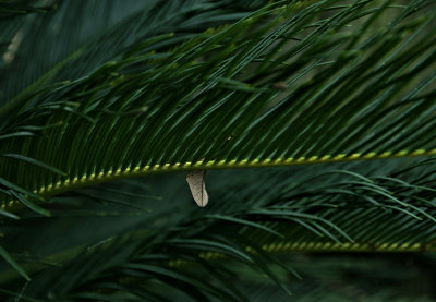 A Tree or Palm Leaf 