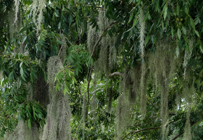 S is for Spanish Moss