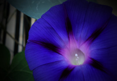 Morning Glory