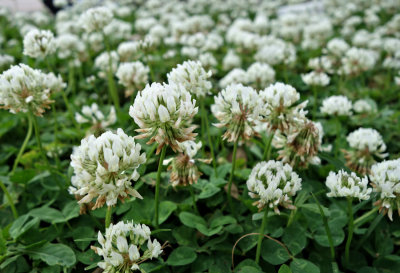 Abundant Clover