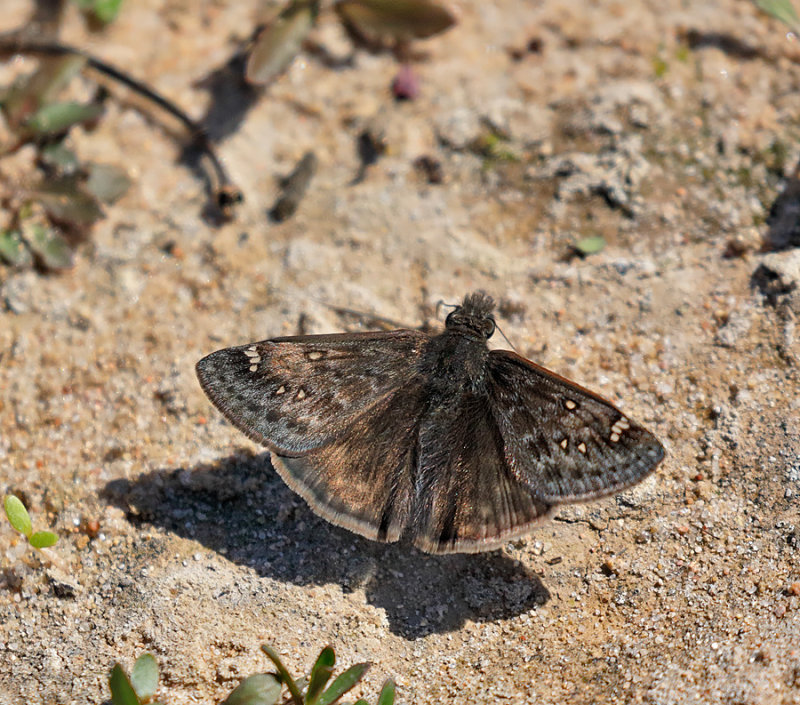 Juvenals Duskywing