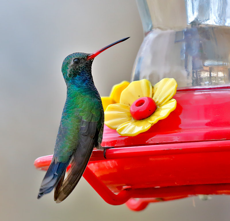 Broad-billed Hummingbird