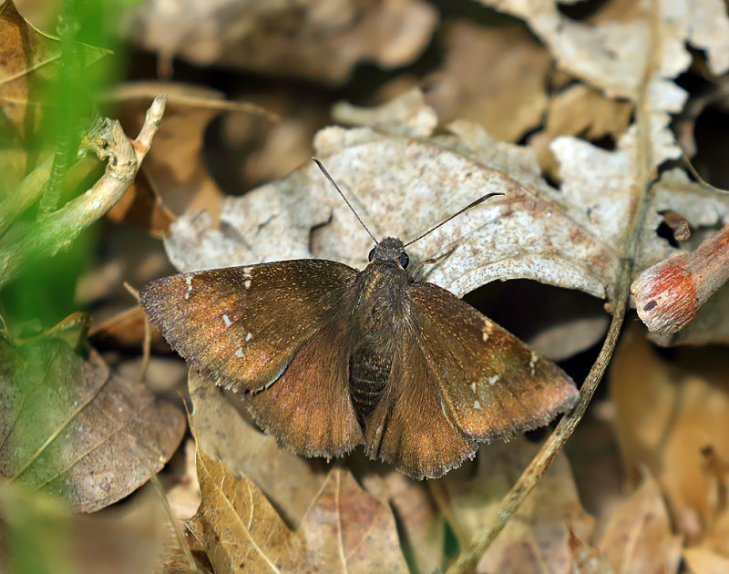 Northern Cloudywing