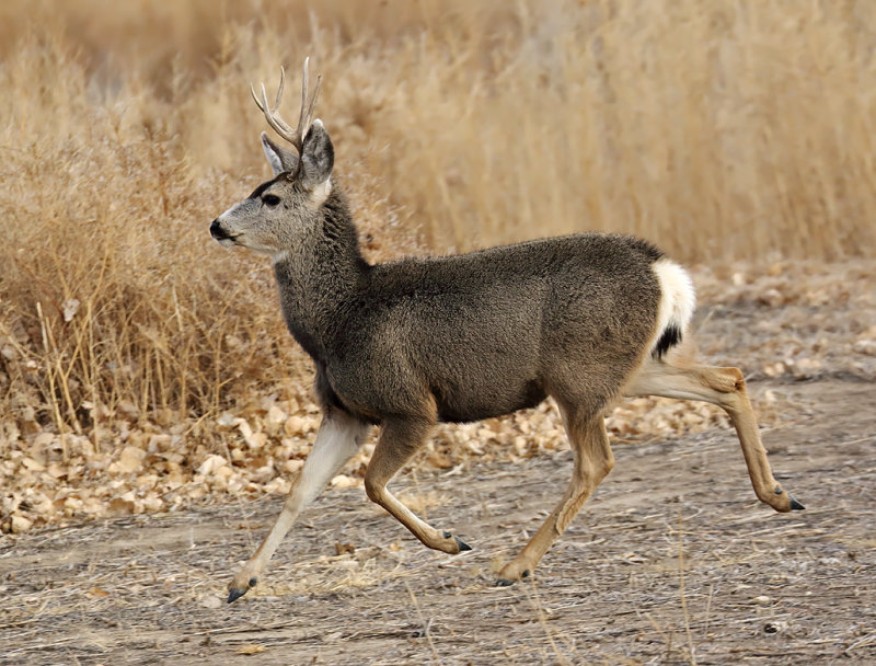 Mule Deer