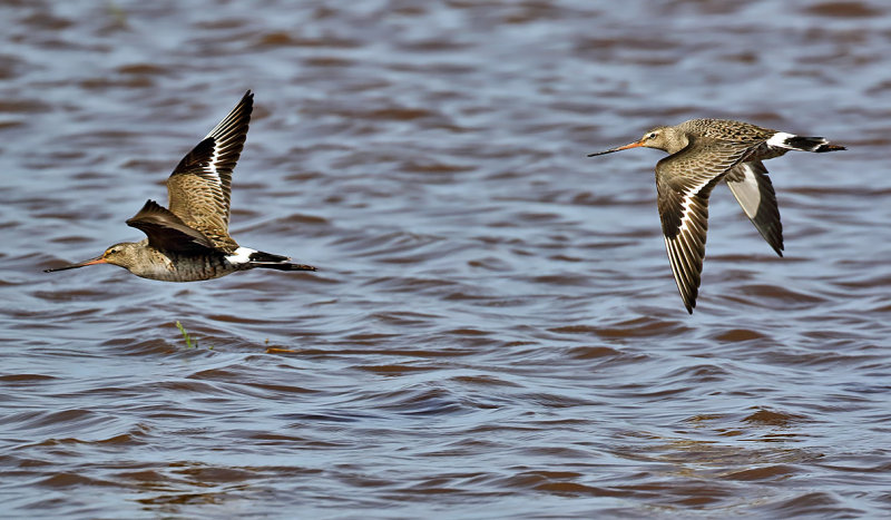 Hudsonian Godwits