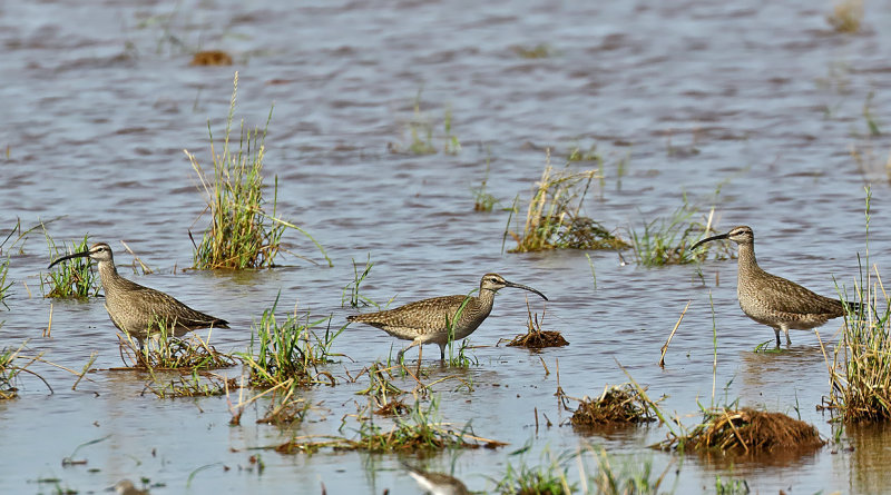 Whimbrels