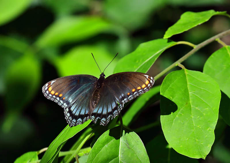 Red-spotted Admiral