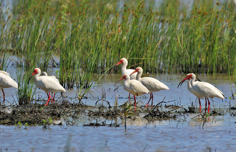 White Ibises