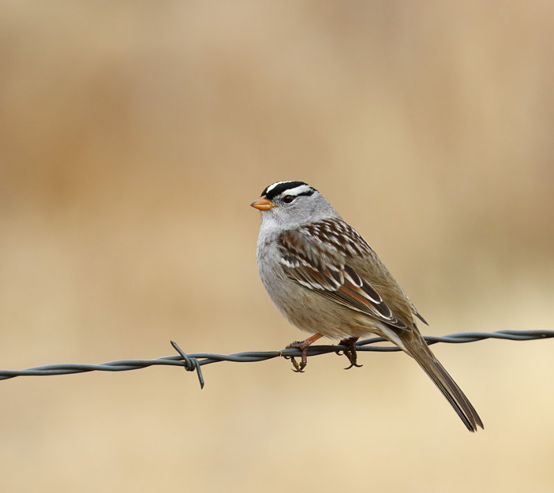 White-crowned Sparrow