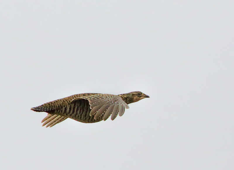 Greater Prairie-Chicken