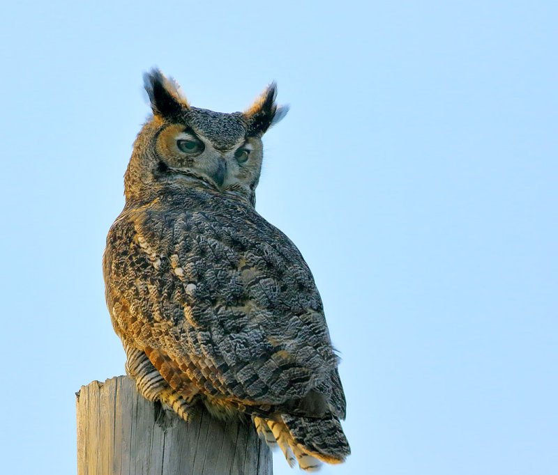 Great Horned Owl