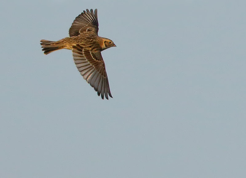 Lapland Longspur