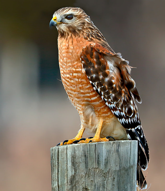 Red-shouldered Hawk