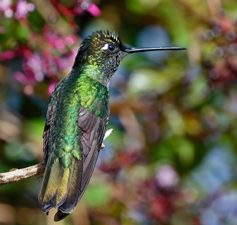 Talamanca Hummingbird