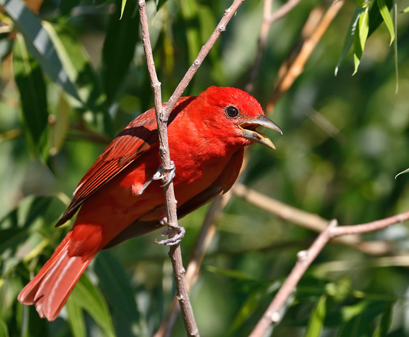 Summer Tanager