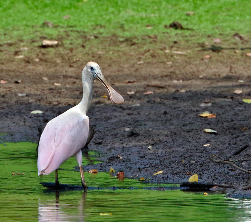 Roseate Spoonbill