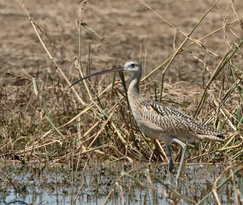 Long-billed Curlew