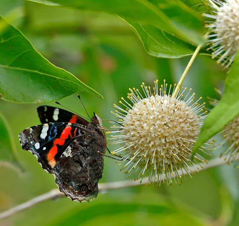 Red Admiral