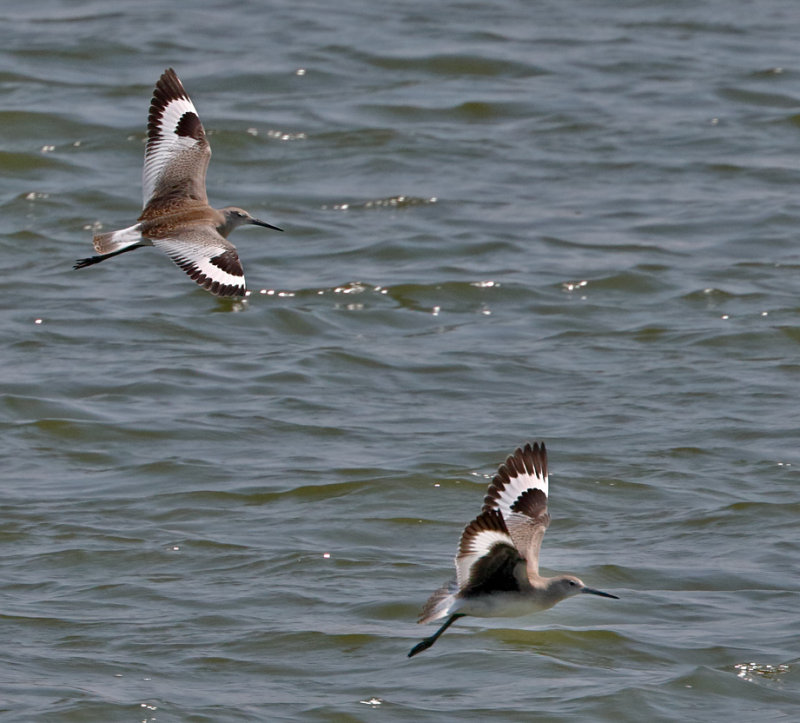 Willets