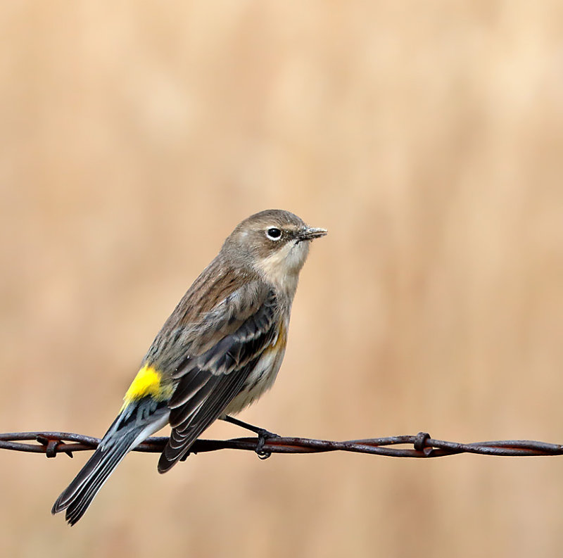 Yellow-rumped Warbler