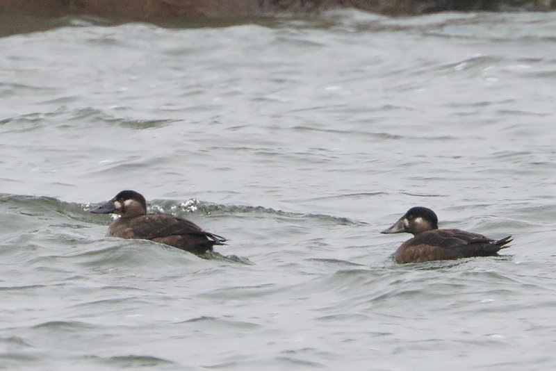 Surf Scoters