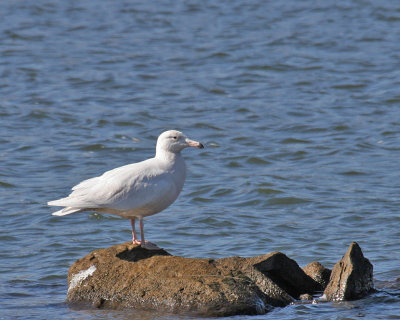 Glaucous Gull