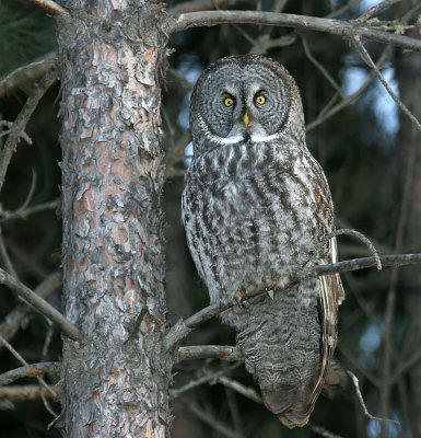 Great Gray Owl