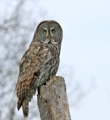 Great Gray Owl