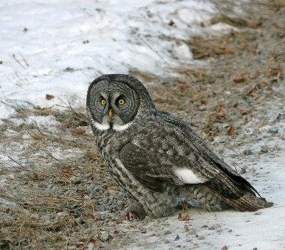 Great Gray Owl