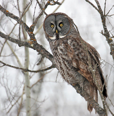 Great Gray Owl